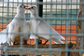 DSC_1558.jpg